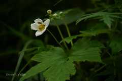 Anemone vitifolia